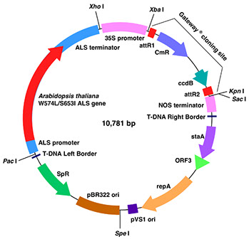 ウム 法 バクテリ アグロ 感染症の管理 A．細菌の分類